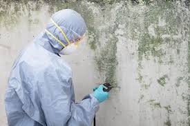 Best Commercial Mold Inspection  in Washburn, WI